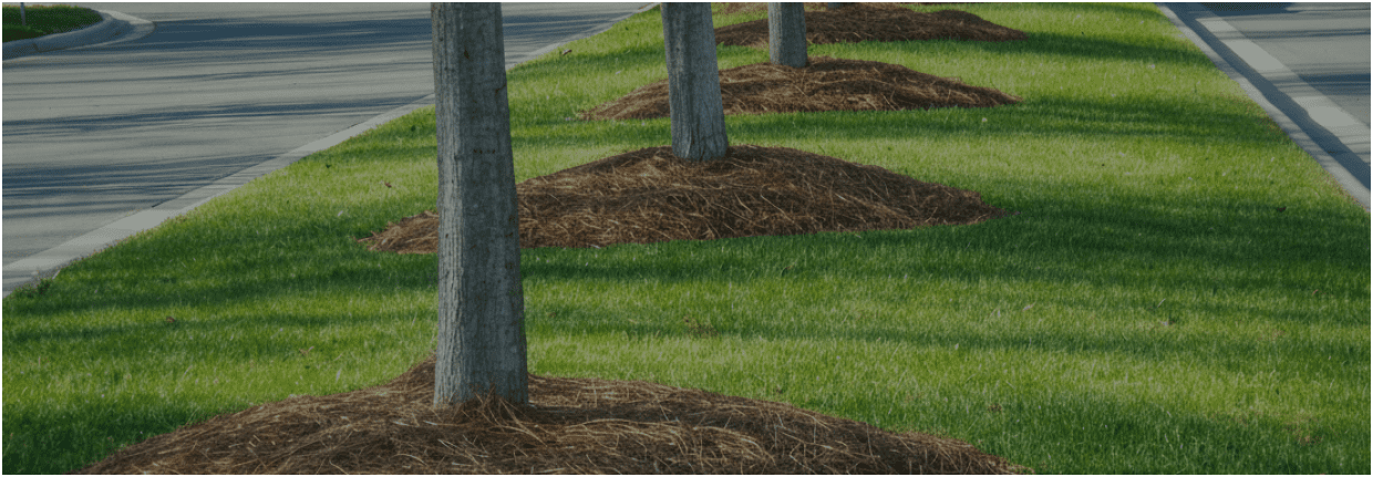 Roadside trees with fresh mulch
