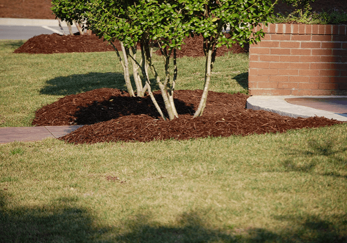 Neatly mulched garden area