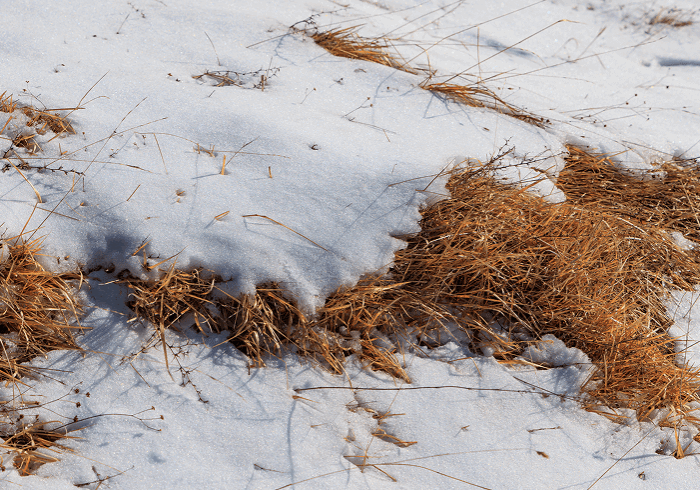 Snowy ground with dry grass patches