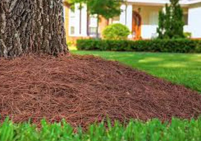 Tree base with pine straw mulch