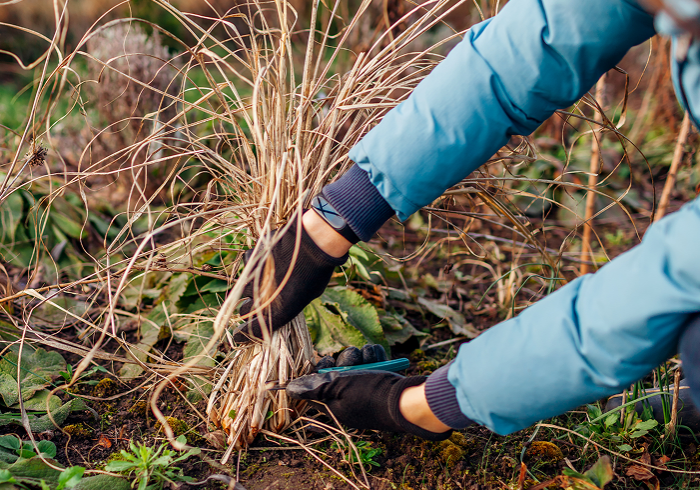 Person weeding garden in winter